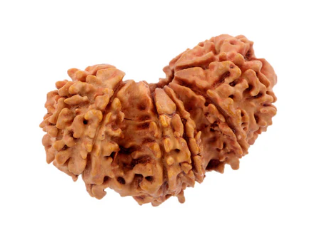 Natural Trijuti Rudraksha Nepali Rudraksha