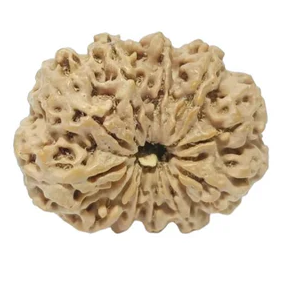 11 Mukhi Nepali Rudraksha Collector Bead with Lab Certificate and X-Ray Report - RM4